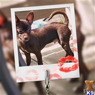 chihuahua puppy posted by Anabel Rodriguez